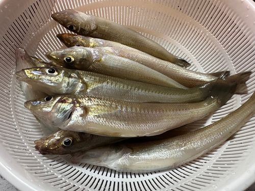 シロギスの釣果