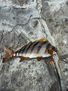 タカノハダイの釣果