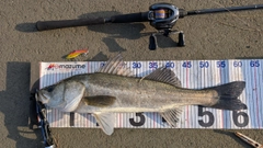 スズキの釣果