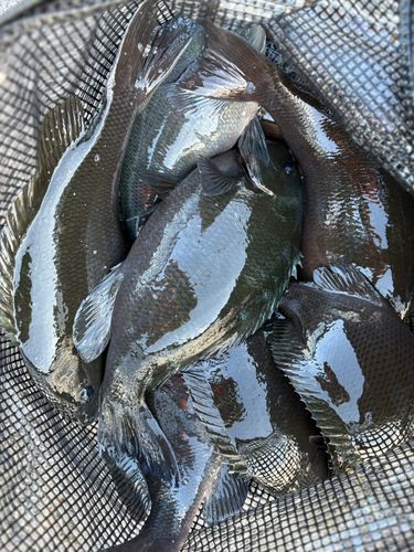 メジナの釣果