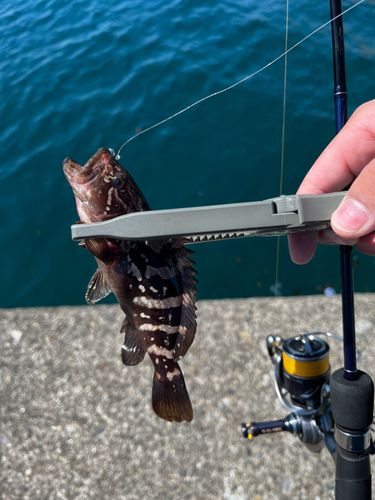ブリの釣果