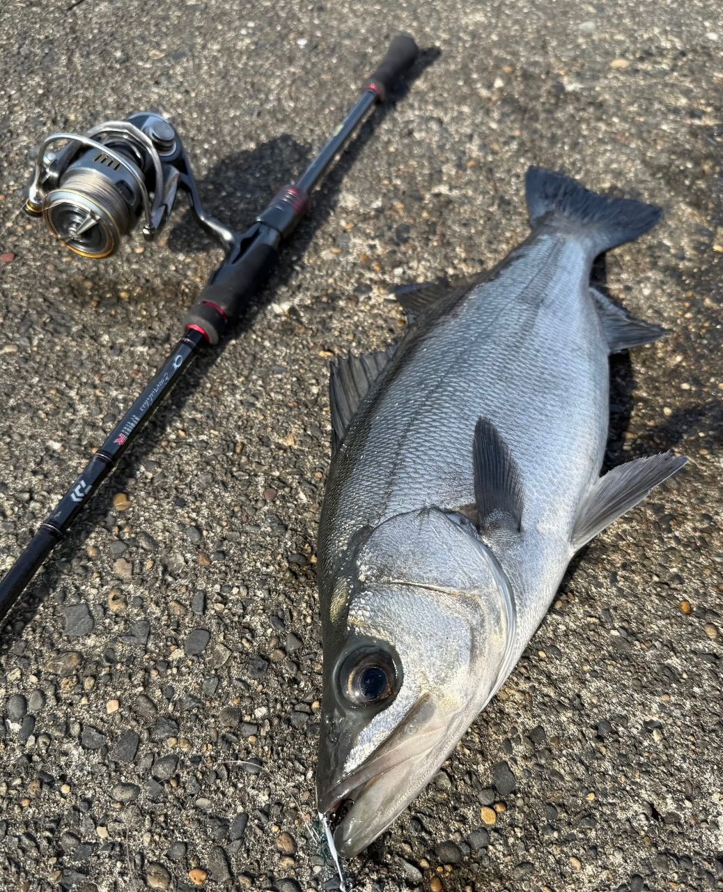DAIWA 22エメラルダス ストイスト RT 82MHの最安値・インプレ・釣果