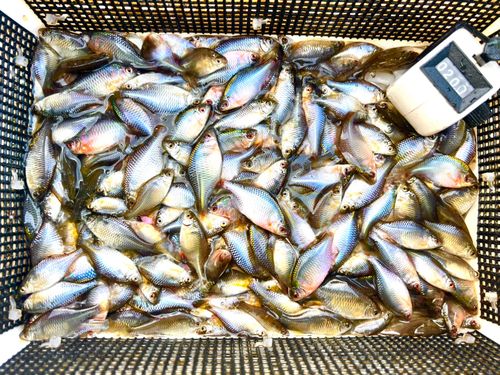 タイリクバラタナゴの釣果