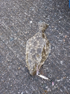 ソゲの釣果