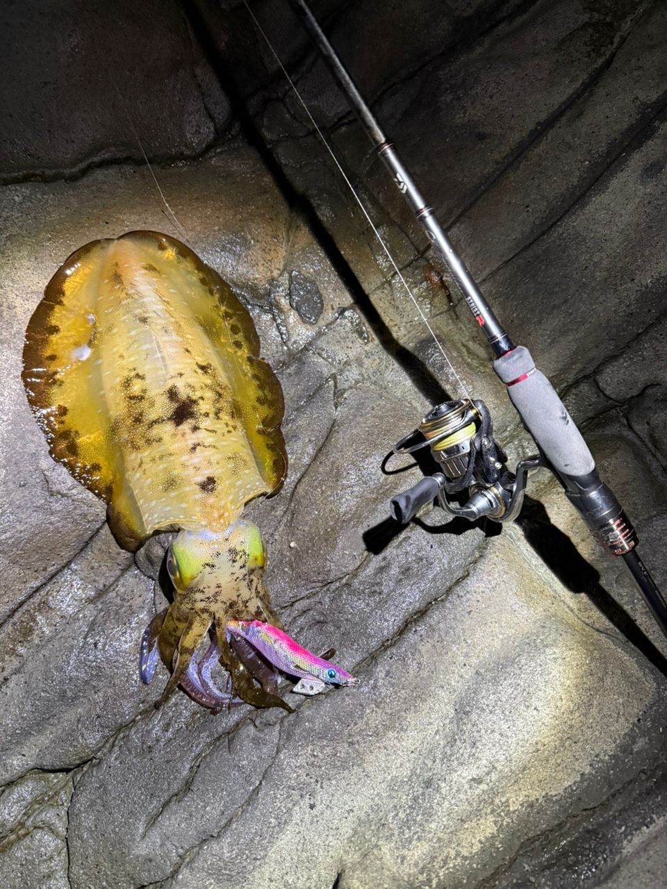 DAIWA 22エメラルダス ストイスト RT 82MHの最安値・インプレ・釣果