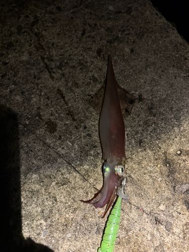 ササイカの釣果