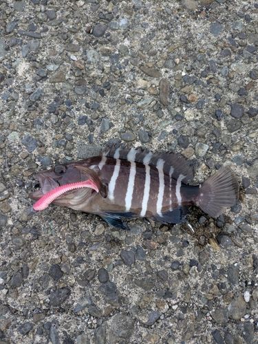 マハタの釣果