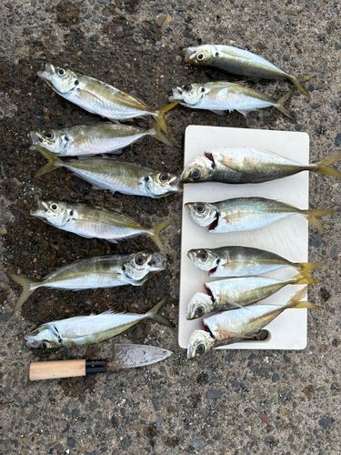 アジの釣果