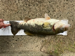 ブラックバスの釣果