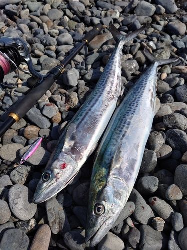 サゴシの釣果