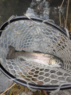 ニジマスの釣果