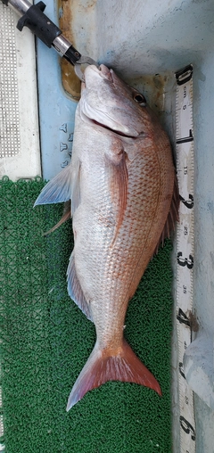 タイの釣果