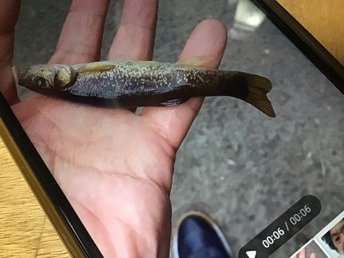 タカハヤの釣果