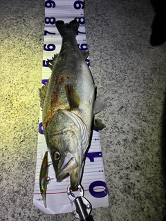 スズキの釣果