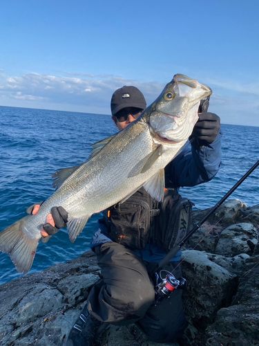 ヒラスズキの釣果