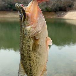ブラックバスの釣果写真