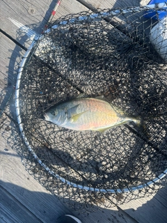 シマアジの釣果