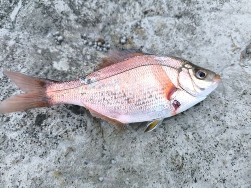 マタナゴの釣果