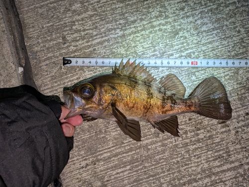 メバルの釣果