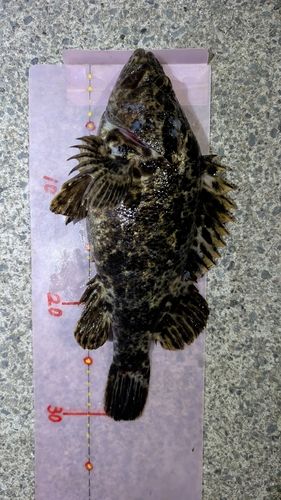 ムラソイの釣果