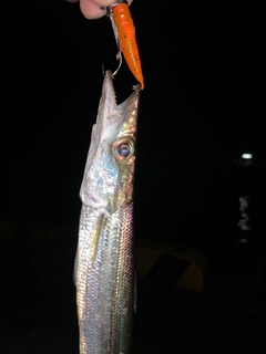 カマスの釣果