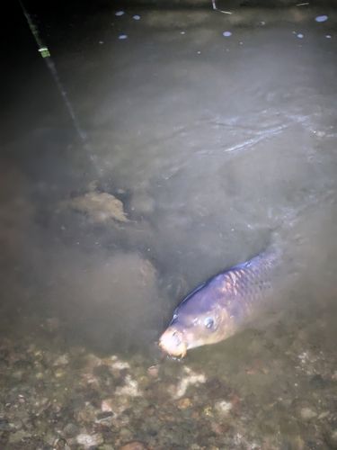 コイの釣果