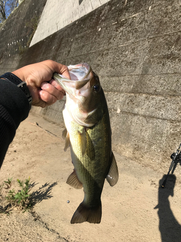 ラージマウスバスの釣果