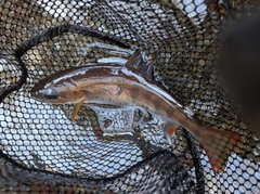 アマゴの釣果