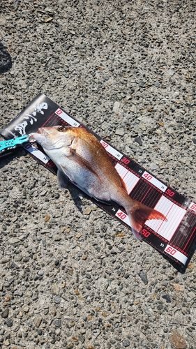 タイの釣果