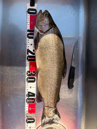ニジマスの釣果