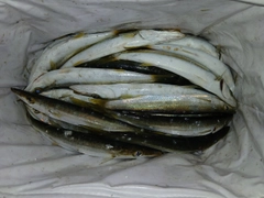 アカカマスの釣果