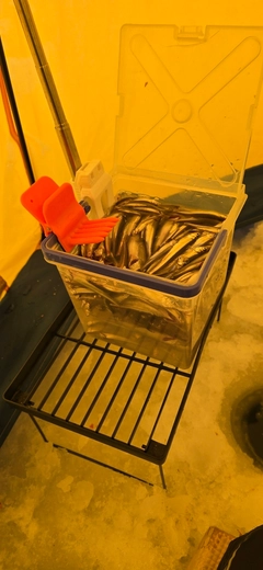 ワカサギの釣果