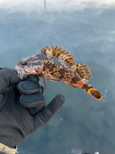 ガシラの釣果