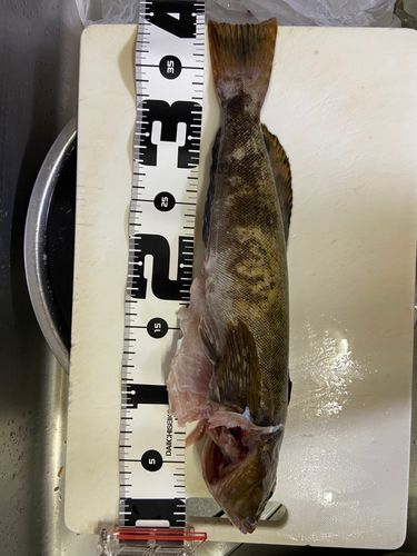 アイナメの釣果