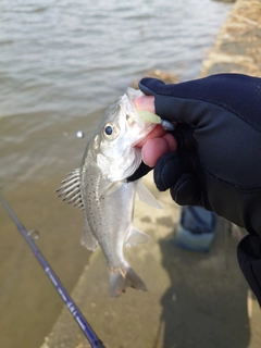 セイゴ（マルスズキ）の釣果