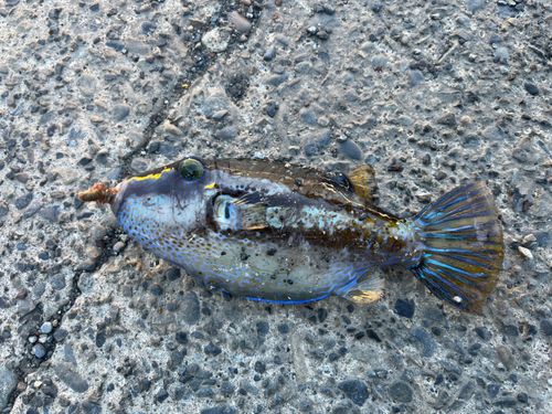 キタマクラの釣果