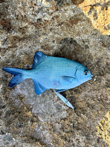 イスズミの釣果