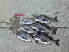 チヌの釣果
