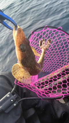 ワニゴチの釣果