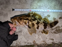 タケノコメバルの釣果