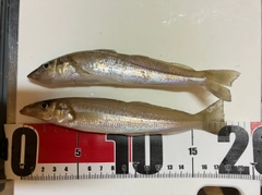 シロギスの釣果