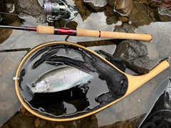 レインボートラウトの釣果