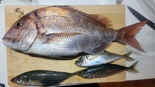 マダイの釣果