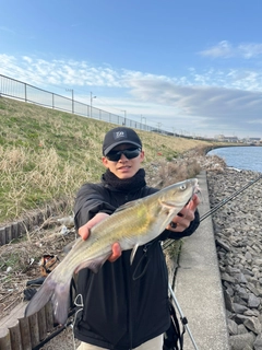 アメリカナマズの釣果