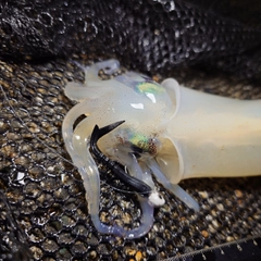 ヤリイカの釣果