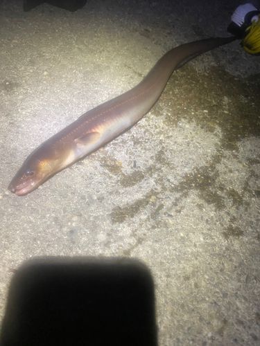 アナゴの釣果
