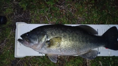 ラージマウスバスの釣果