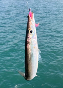 カマスの釣果