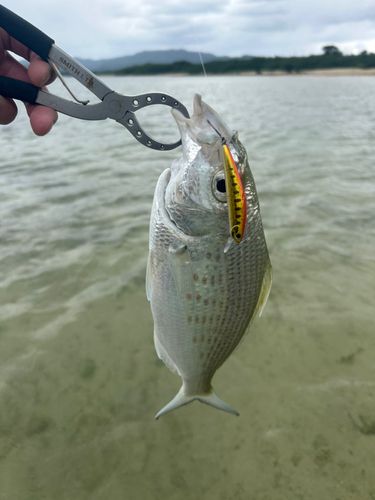 ツッパリサギの釣果