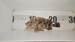 ガシラの釣果